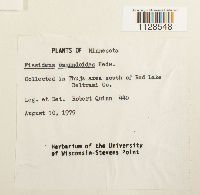 Thumbnail image of current specimen