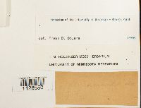 Fissidens osmundoides image