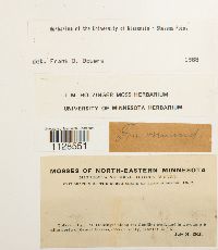 Fissidens osmundoides image