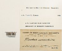 Fissidens osmundoides image