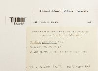 Fissidens osmundoides image