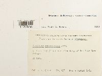 Fissidens osmundoides image