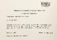 Fissidens osmundoides image