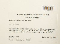 Fissidens osmundoides image