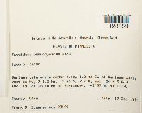 Fissidens osmundoides image