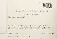 Fissidens osmundoides image