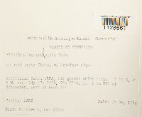 Fissidens osmundoides image