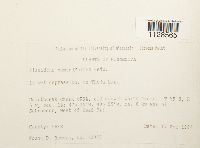 Fissidens osmundoides image