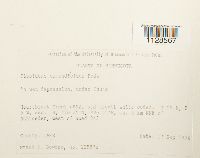 Fissidens osmundoides image