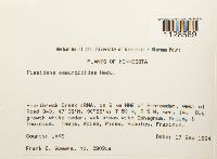 Fissidens osmundoides image