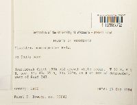 Fissidens osmundoides image