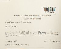 Fissidens osmundoides image