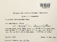 Fissidens osmundoides image