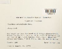 Fissidens osmundoides image