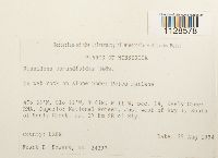 Fissidens osmundoides image