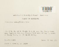 Fissidens osmundoides image