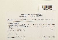 Fissidens osmundoides image