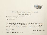 Fissidens osmundoides image