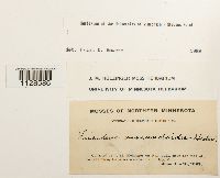 Fissidens osmundoides image