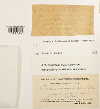 Fissidens osmundoides image