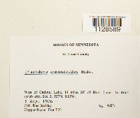 Fissidens osmundoides image