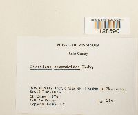 Fissidens osmundoides image