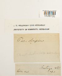 Fissidens dubius image