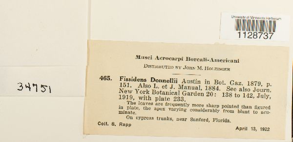 Fissidens papillosus image