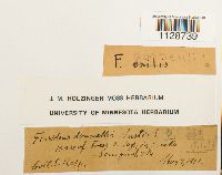 Fissidens papillosus image