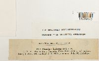 Thumbnail image of current specimen