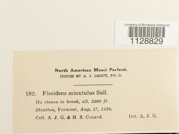 Fissidens minutulus image