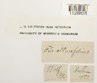 Fissidens obtusifolius image