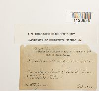 Fissidens obtusifolius image