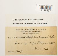 Fissidens obtusifolius image