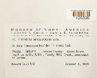 Fissidens obtusifolius image