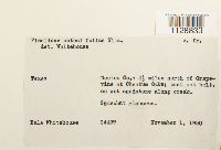 Fissidens obtusifolius image