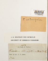 thumbnail image of current specimen