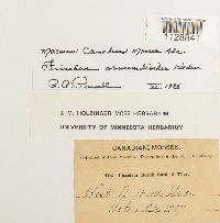 Fissidens osmundoides image