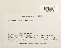 Fissidens osmundoides image