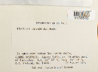 Fissidens osmundoides image