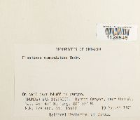 Fissidens osmundoides image