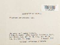 Fissidens osmundoides image