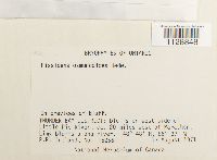 Fissidens osmundoides image