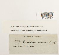 Fissidens osmundoides image