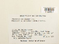 Fissidens osmundoides image