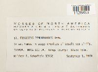 Fissidens osmundoides image