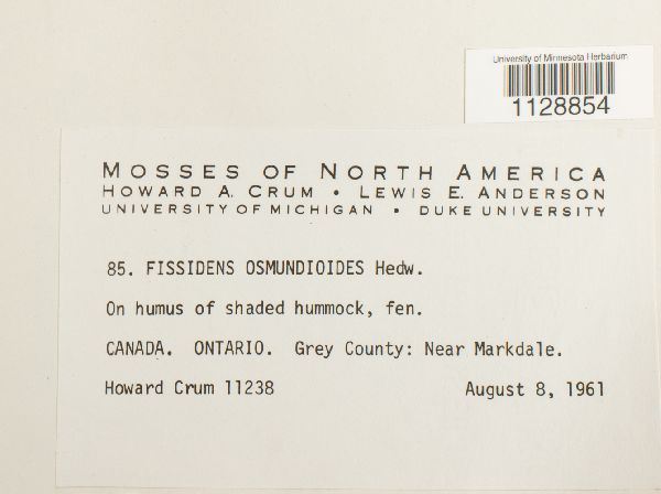 Fissidens osmundoides image