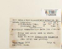 Fissidens osmundoides image