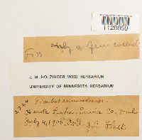 Thumbnail image of current specimen