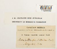 Fissidens osmundoides image